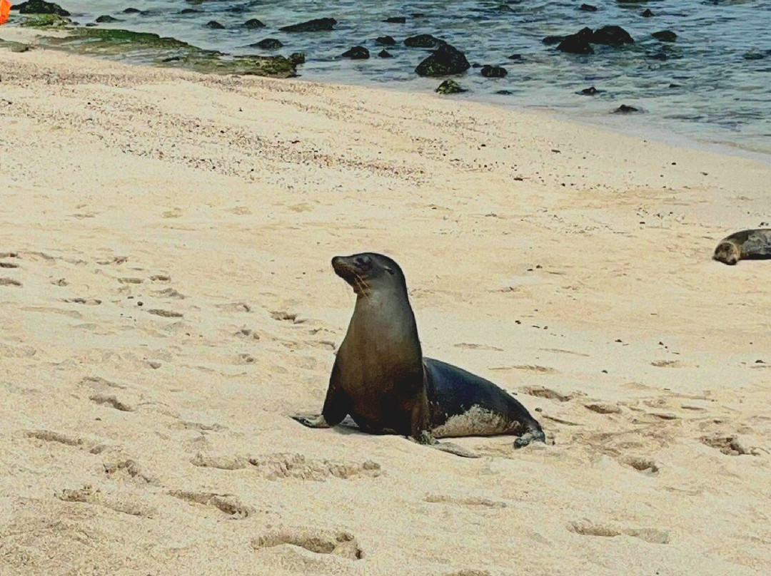 Playa Punta Carola-圣克里斯托瓦尔必去景点