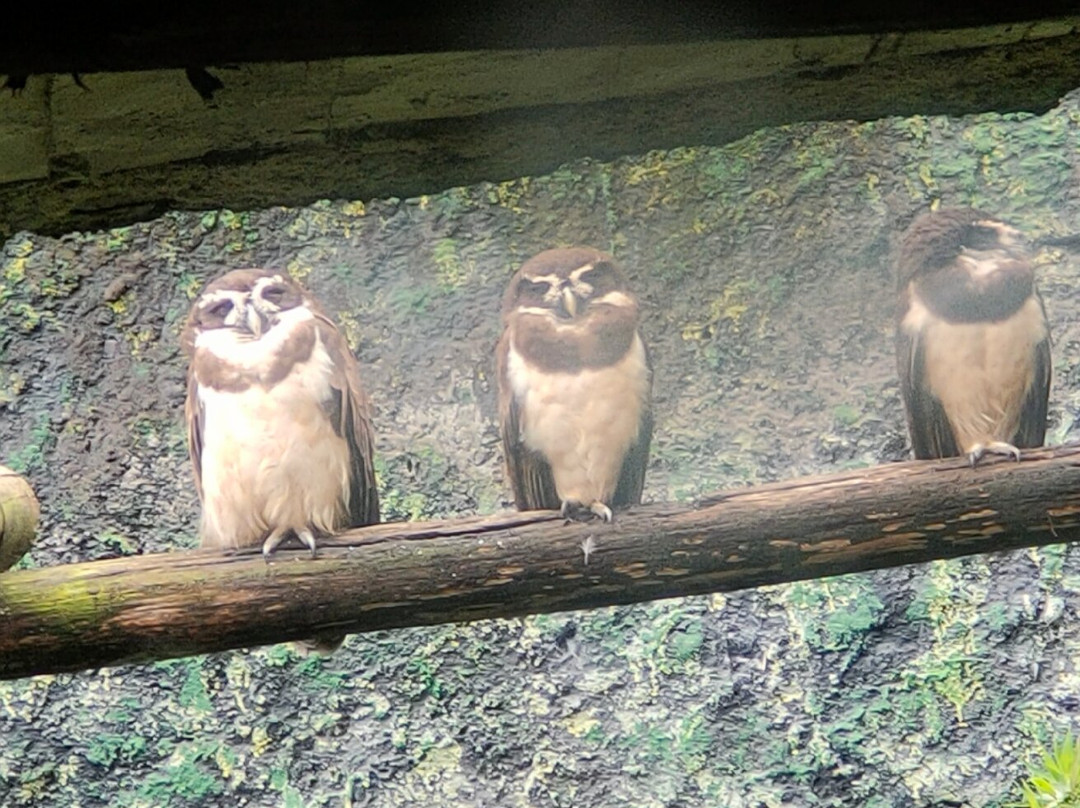 Zoologico de San Martin-巴尼奥斯必去景点