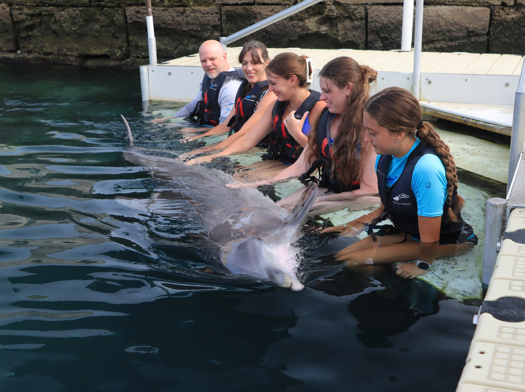 Dolphin Quest-Sandys Parish必去景点