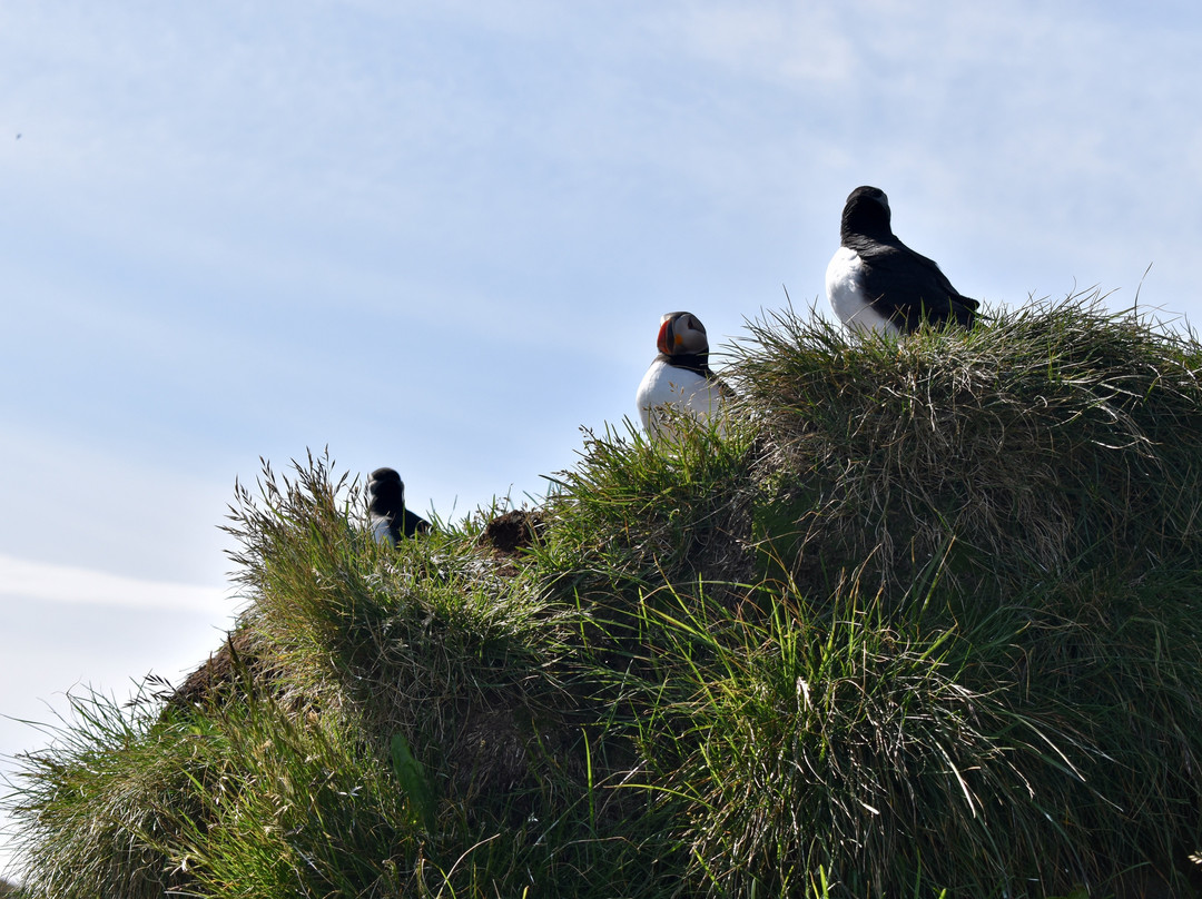 Borgarfjaroarhofn-Borgarfjordur Eystri必去景点