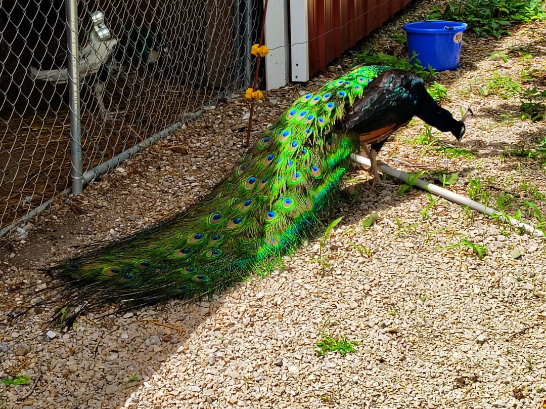 Jacob's Cave-Versailles必去景点