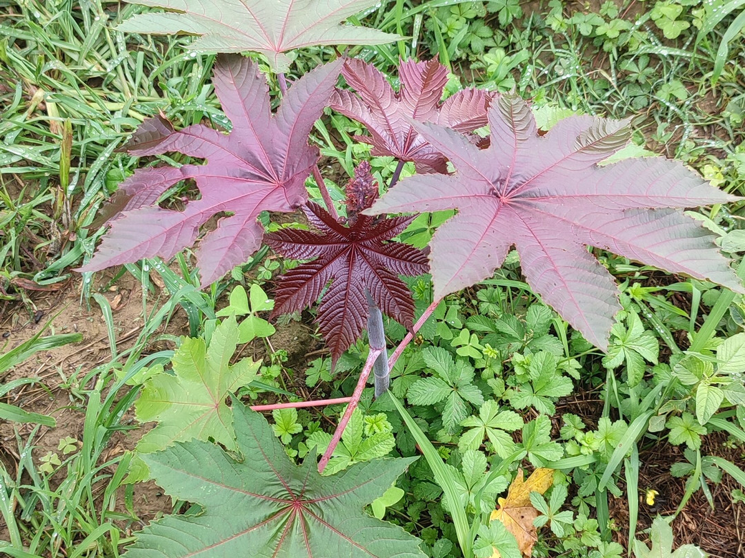 Le Jardin Extraordinaire-Lieurac必去景点