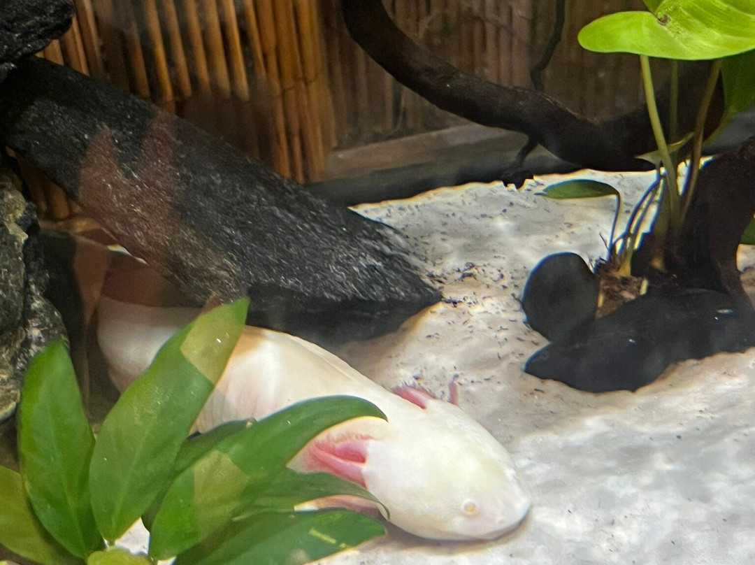 Potawatomi Zoo-南本德必去景点