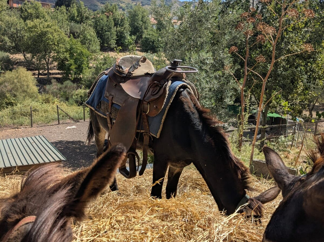 Etna Donkey Trekking-林瓜格洛萨必去景点