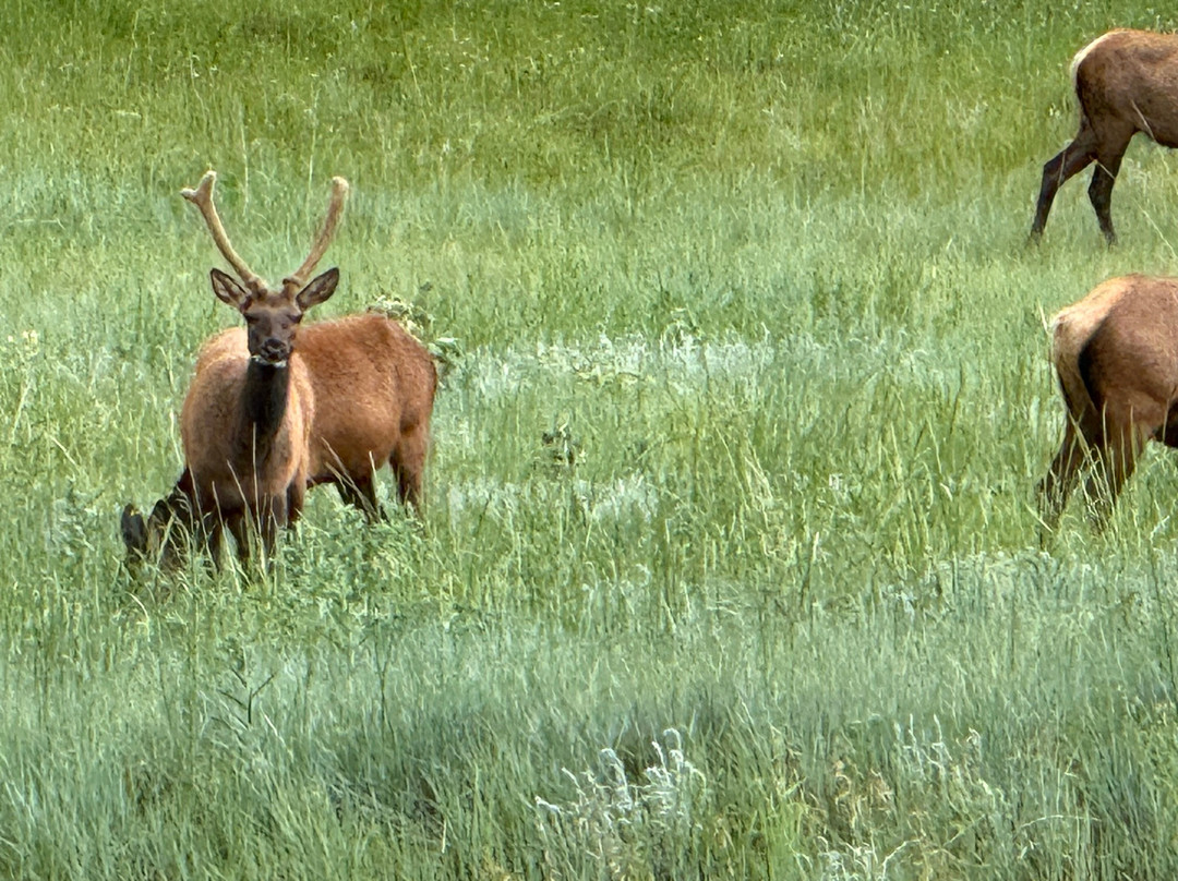 Vermejo, A Ted Turner Reserve主图