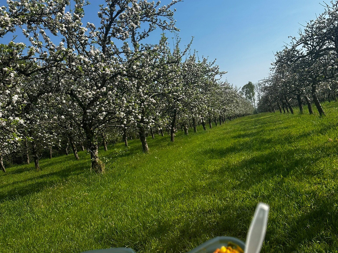 Dorset Nectar Cider-布里德波特必去景点