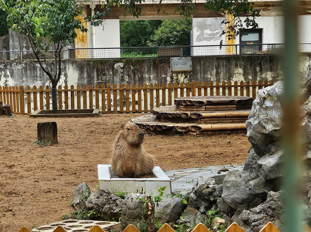 合肥野生动物园-合肥市必去景点