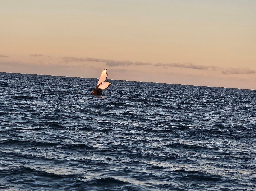 Aquascene Magnetic Island-Magnetic Island必去景点