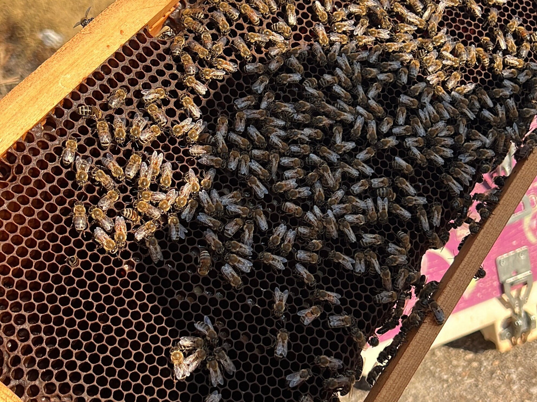 So! Bee-纳夫普利翁必去景点