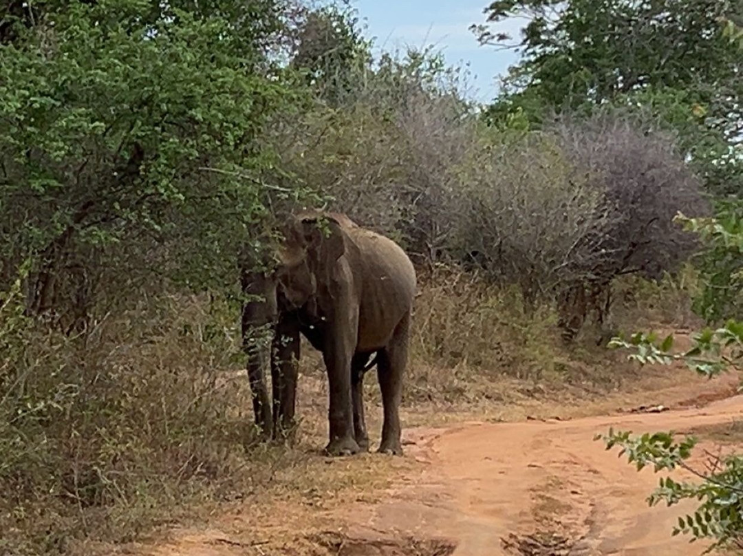 Udawalawe Safari Kingdom-乌达瓦拉瓦必去景点