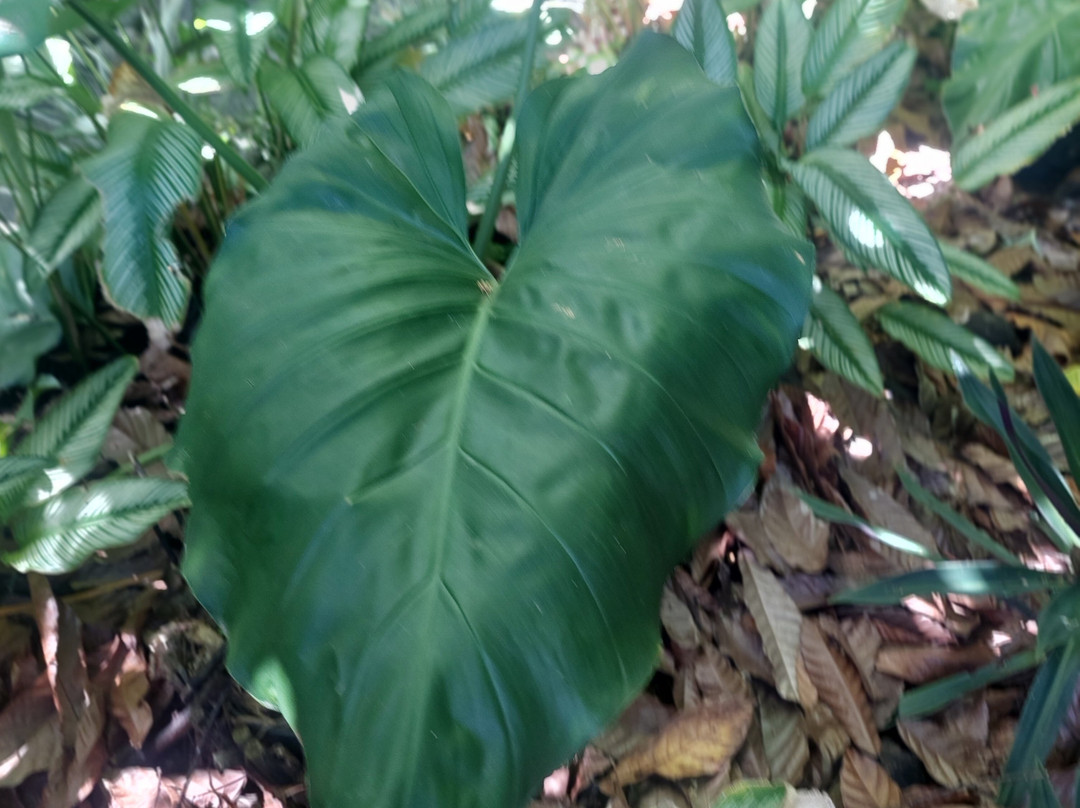 La Maison du Cacao-Pointe-Noire必去景点