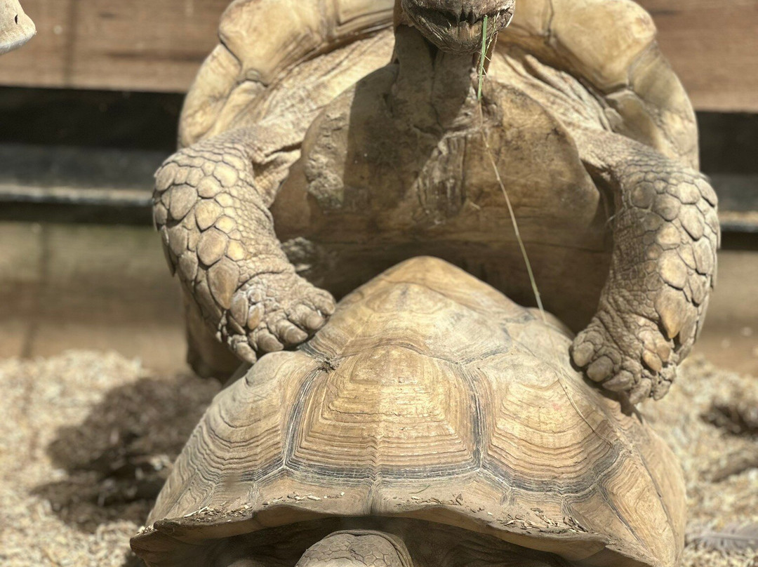 Pangea Park-Bjaeverskov必去景点