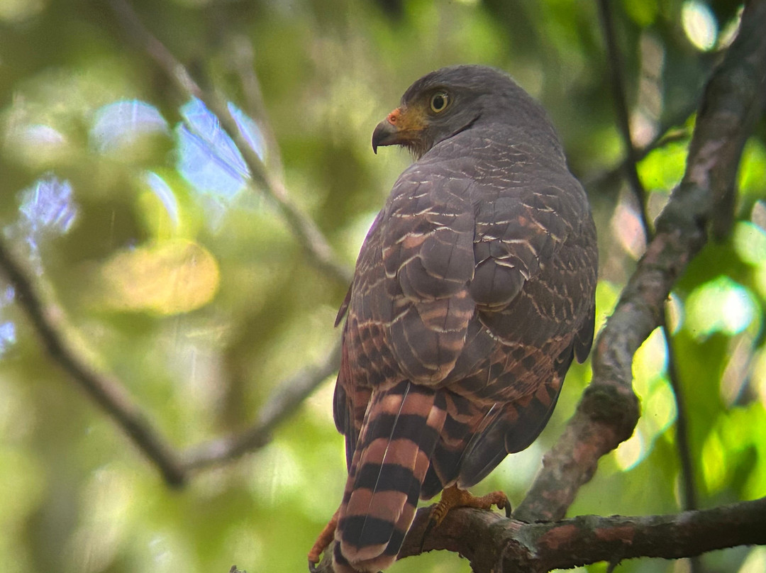 Corcovado National Park-Carate必去景点