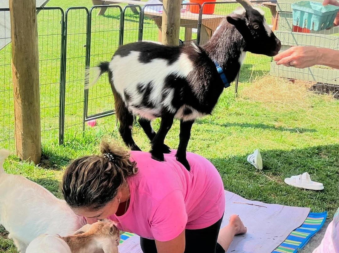 Massanutten Country Corner-卢雷必去景点