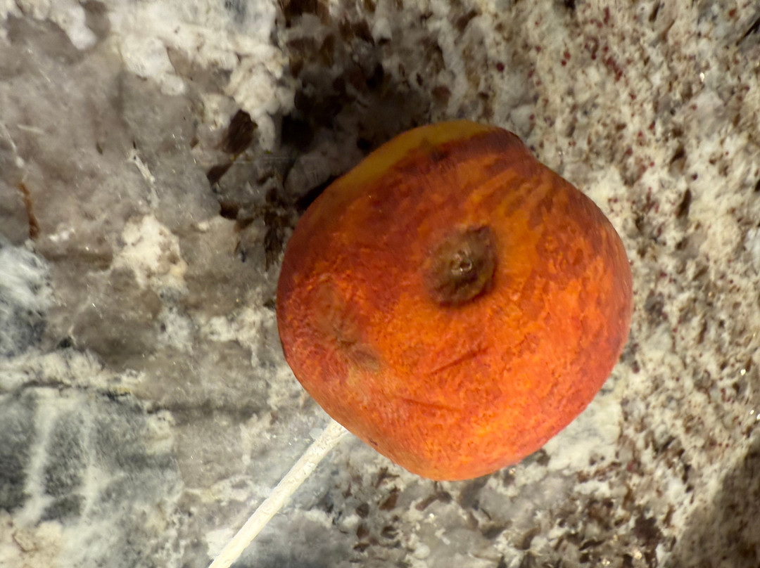 Dickey Farms-Musella必去景点