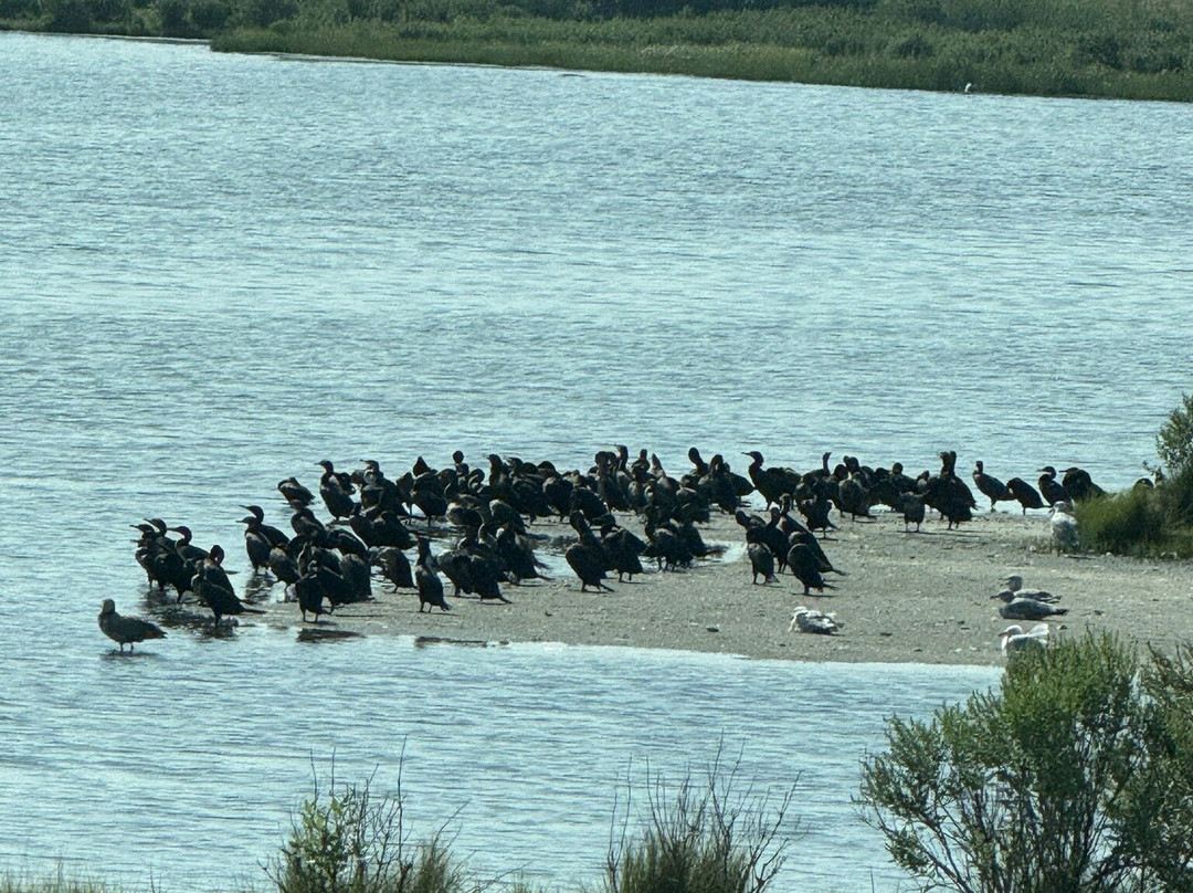 Edwin B. Forsythe National Wildlife Refuge-Oceanville必去景点