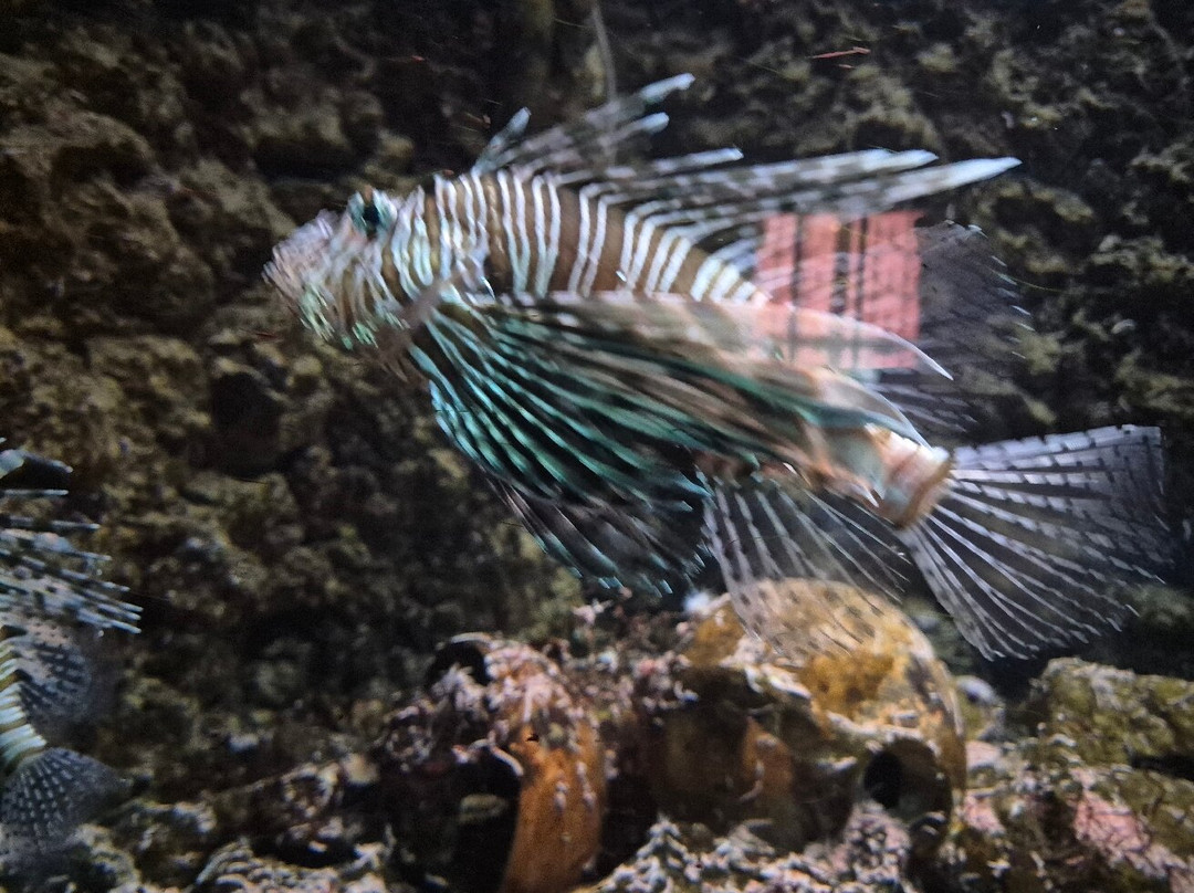 Aquarium of Rhodes - Hydrobiological Station-罗德城必去景点