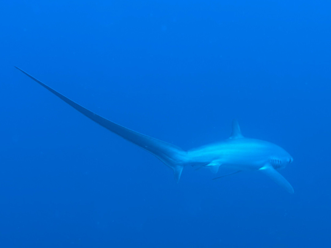 French Kiss Divers-妈妈拍丝瓜岛必去景点