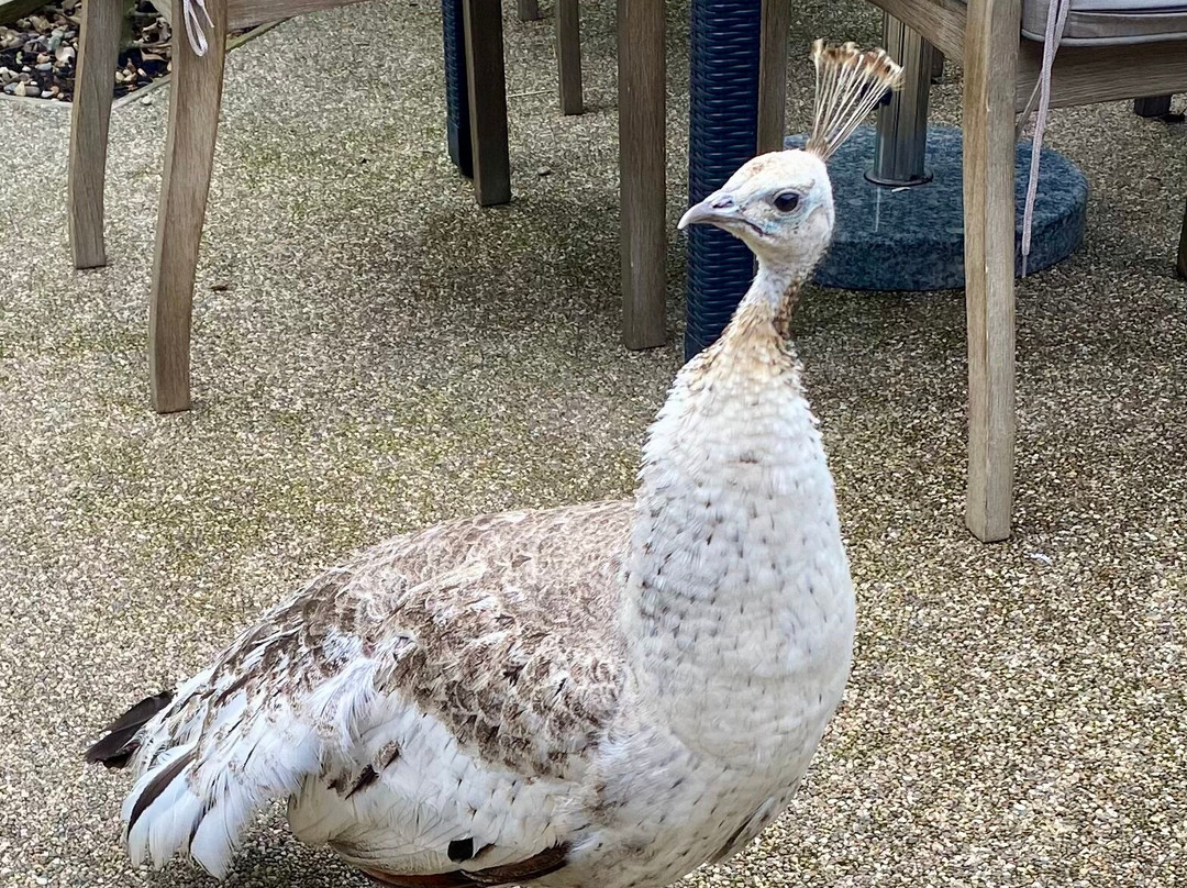 The Crown & Punchbowl主图