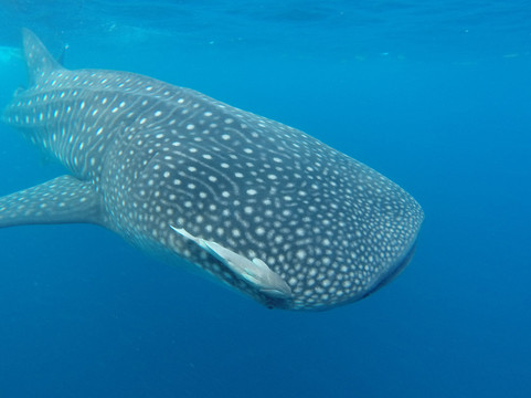 Underwater Mexico-普拉亚德尔卡曼必去景点
