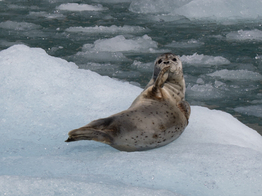 Seek Alaska Tours-Petersburg必去景点