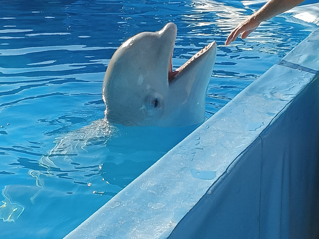 Dolphinarium-Yeysk必去景点