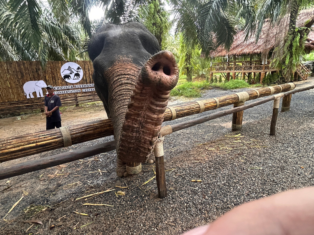 Khao Sok Elephant Sanctuary-拷索国家公园必去景点