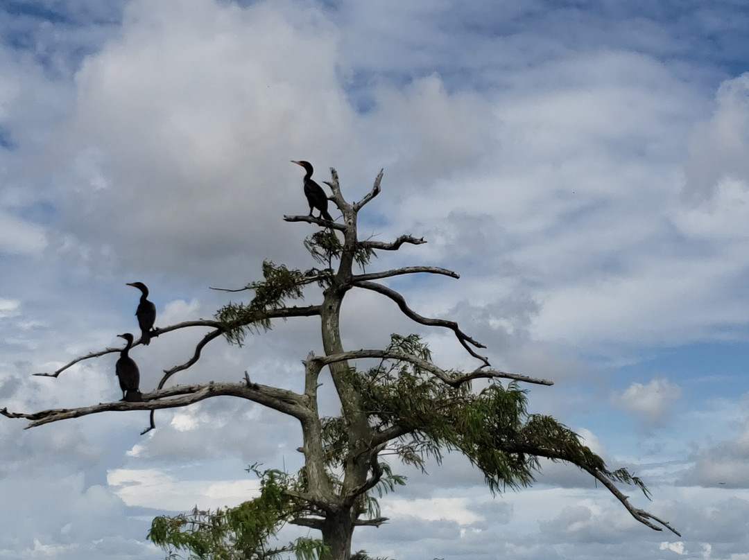 AirBoat Rides at Midway-Christmas必去景点