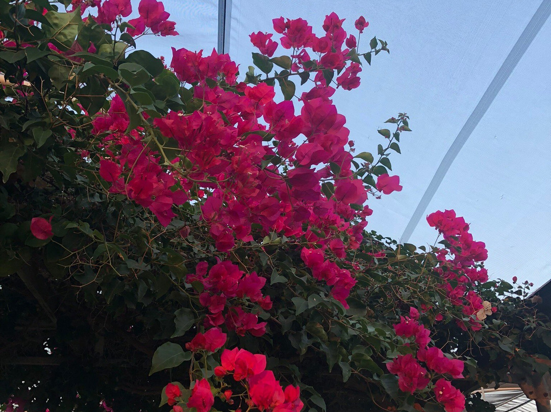 Gli Aromi Sicily-希克利必去景点