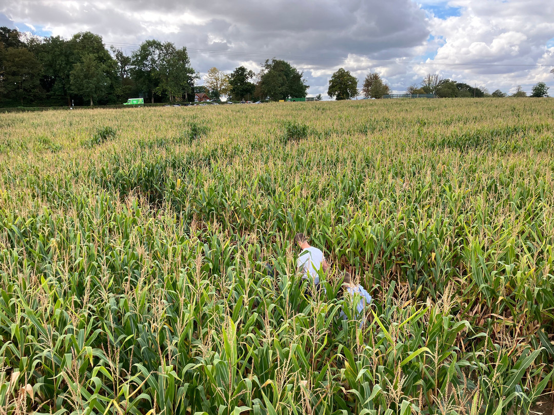 Wistow Maze-Wistow必去景点