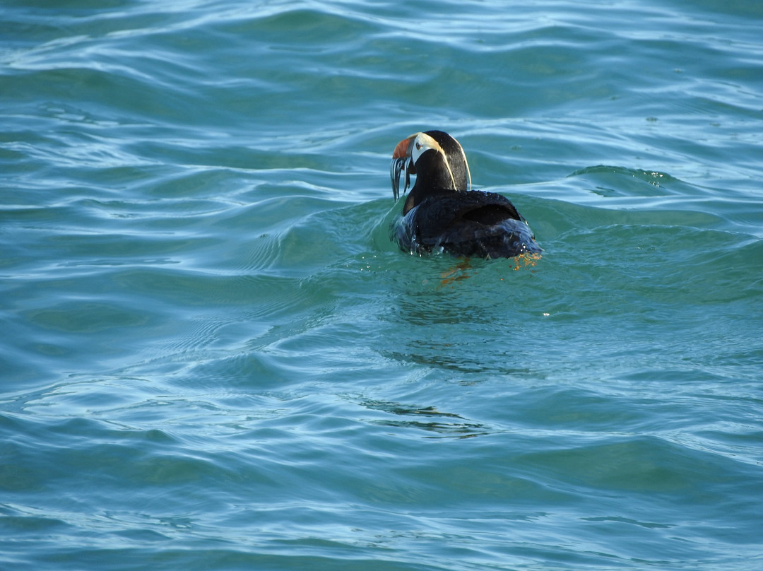 Coldwater Alaska-荷马必去景点