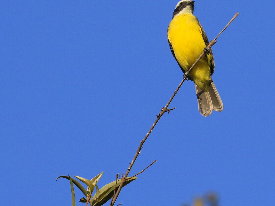 Hane Coffee-布埃纳维斯塔必去景点