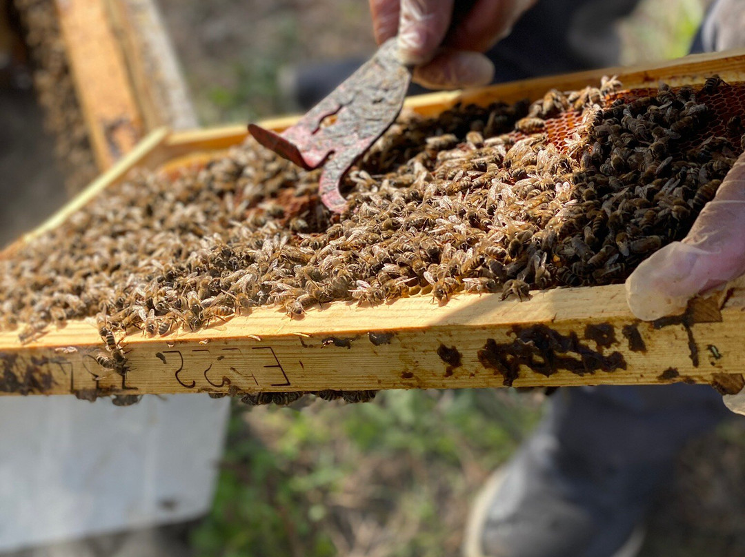 Alimento Corfu Beekeeping Tours-Kanoni必去景点
