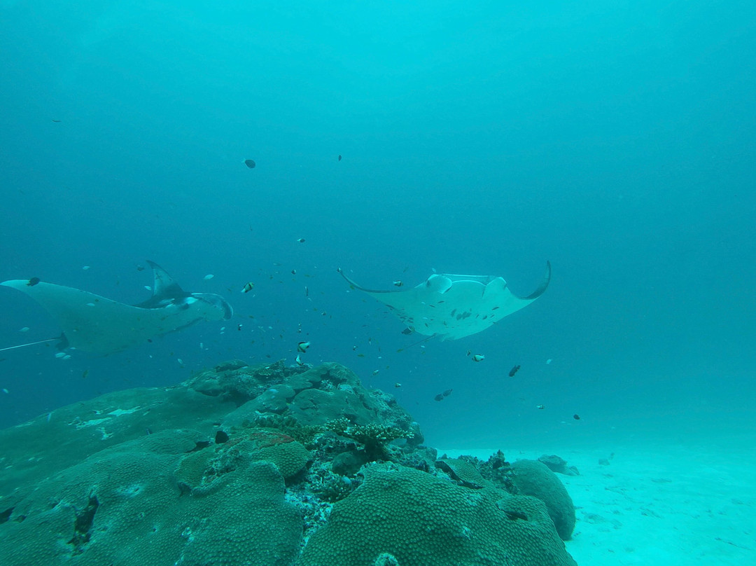 Werner Lau Diving Centers-菲利兹优岛必去景点