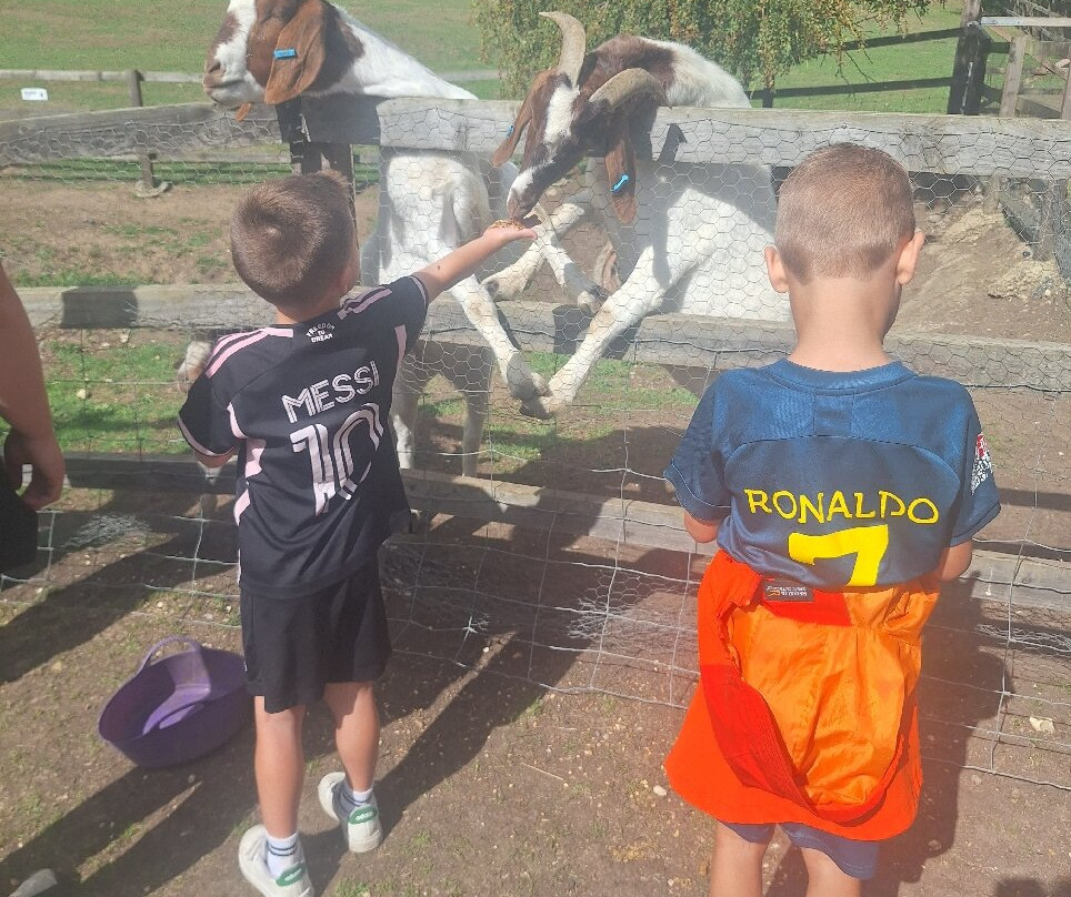 Stantons Farm - Petting Farm-Black Notley必去景点