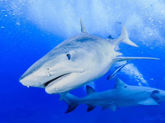 Jupiter Scuba-朱庇特必去景点