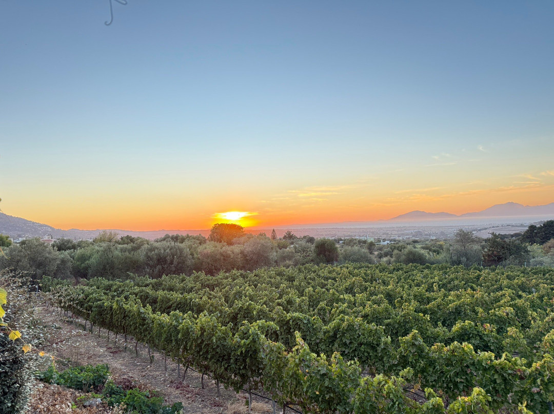 Papakonstantinou Winery