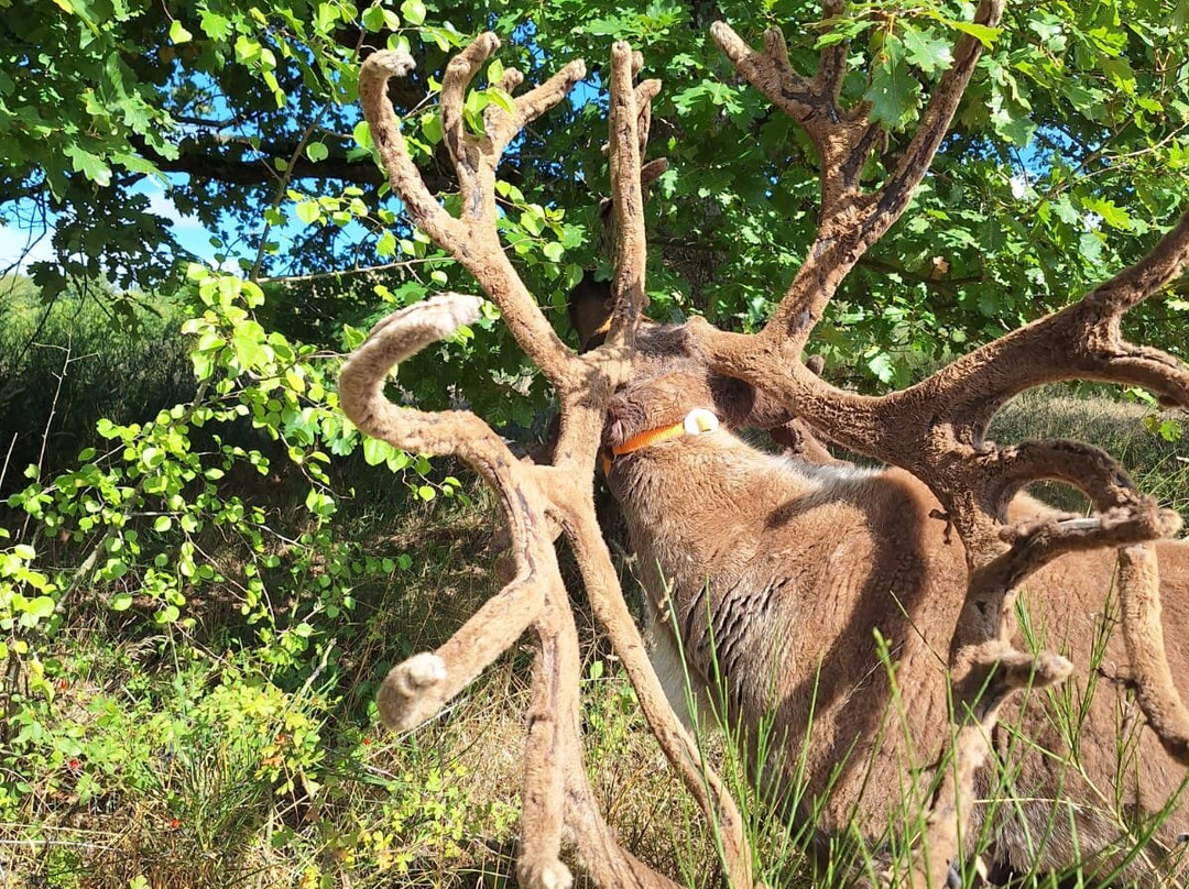 Rentieralm-Niederhausen必去景点