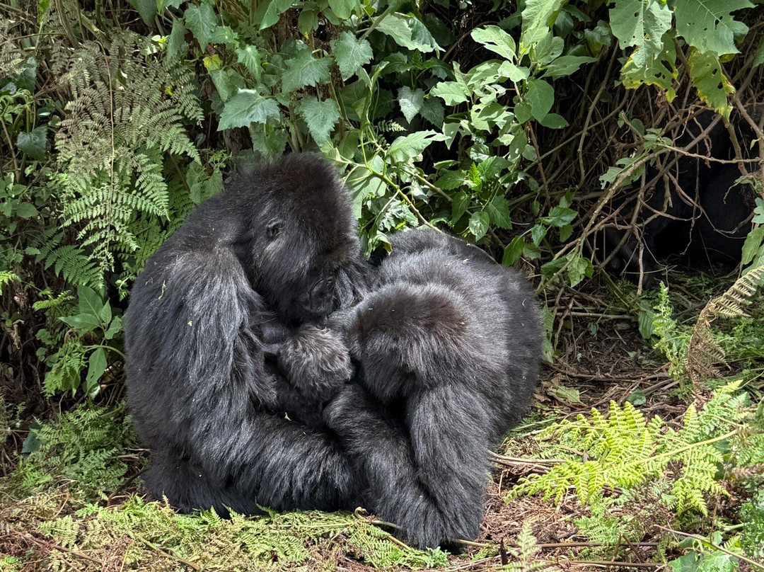 Primate Safaris-吉佳利必去景点