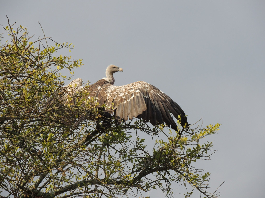 Cotis Safaris-内罗毕必去景点