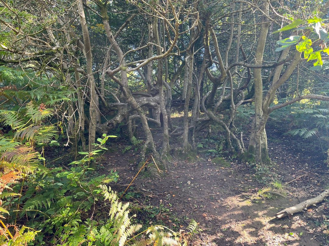 Forest of Dean Sculpture Trail-Coleford必去景点