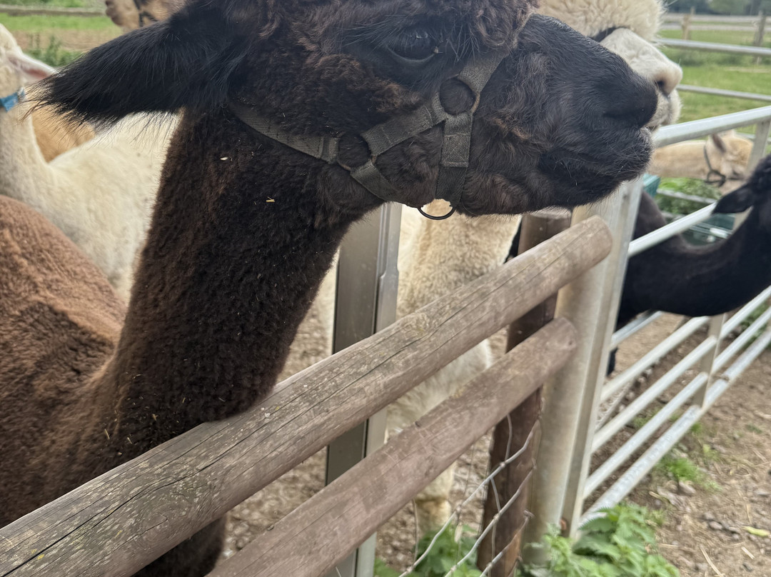 Lucky Tails Alpaca Farm-Atherstone必去景点