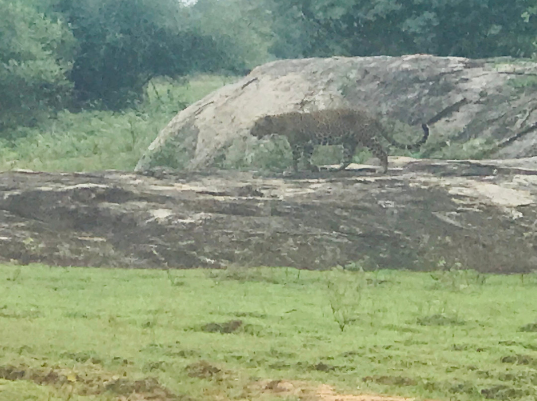 Panchi Safari Jeep Tours-蒂瑟默哈拉默必去景点