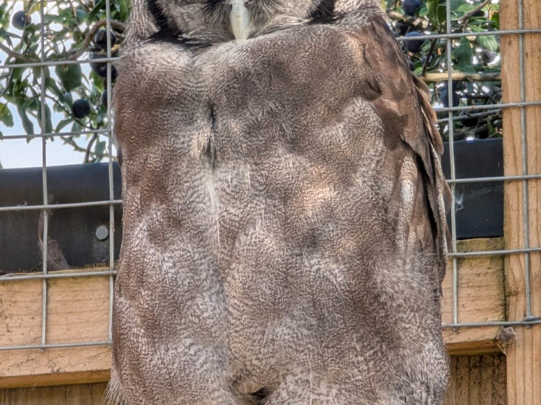 Scottish Owl Centre-Whitburn必去景点
