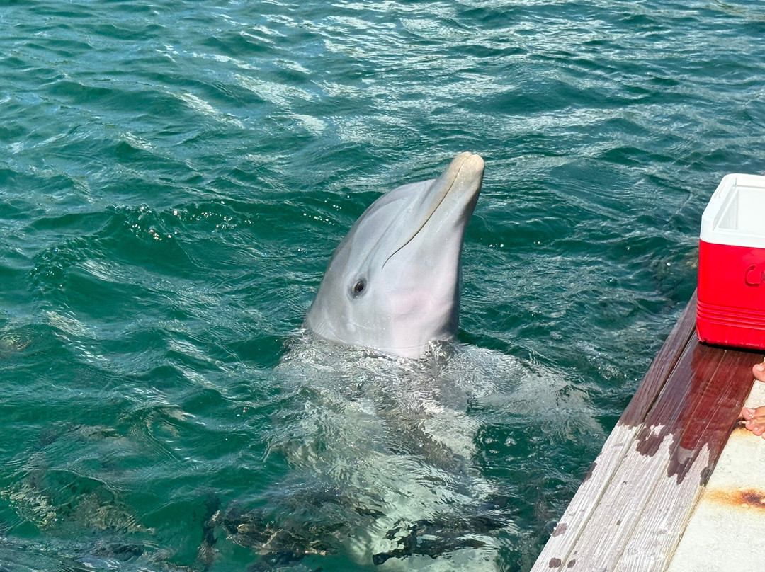 The Dolphin Experience-弗里波特必去景点