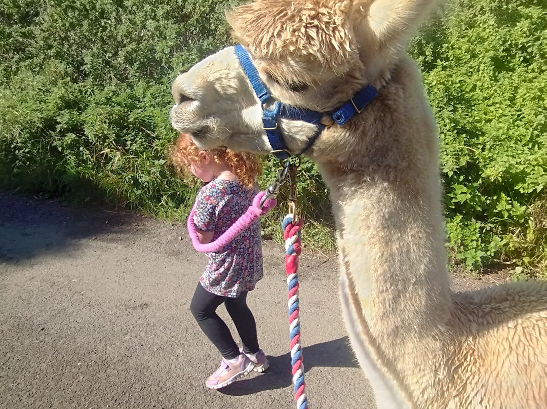 Cary Alpacas-约维尔必去景点