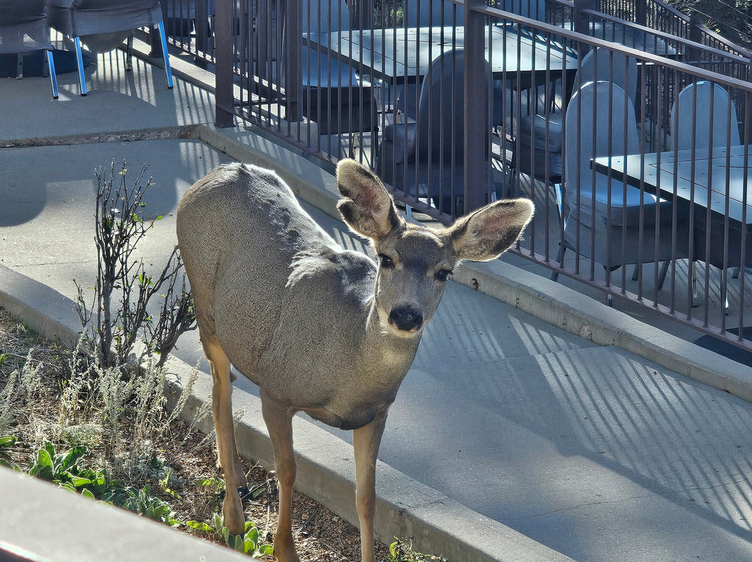 Pikes Peak Paradise Bed + Breakfast主图