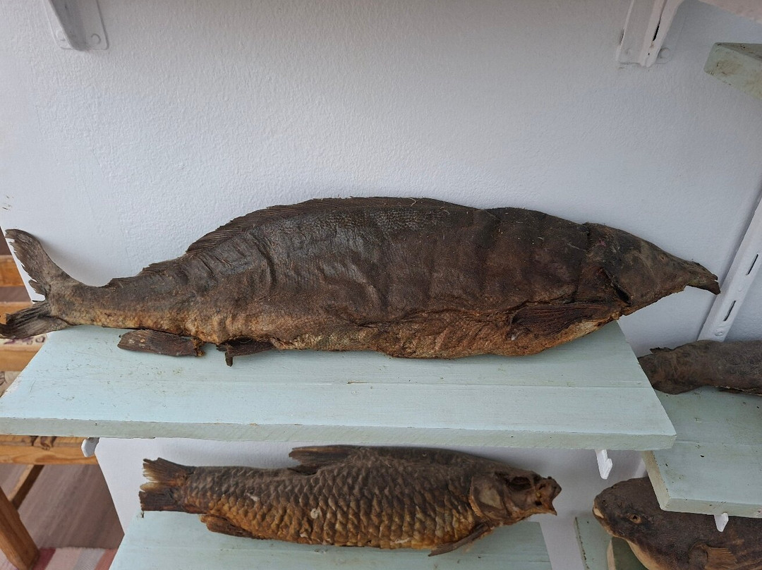 Animalia-亚斯文必去景点