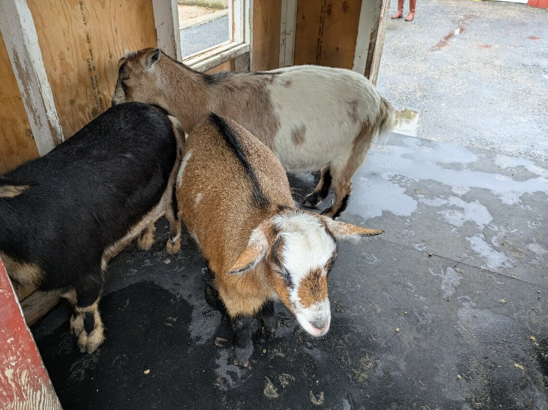 黄石公园熊世界-雷克斯堡必去景点