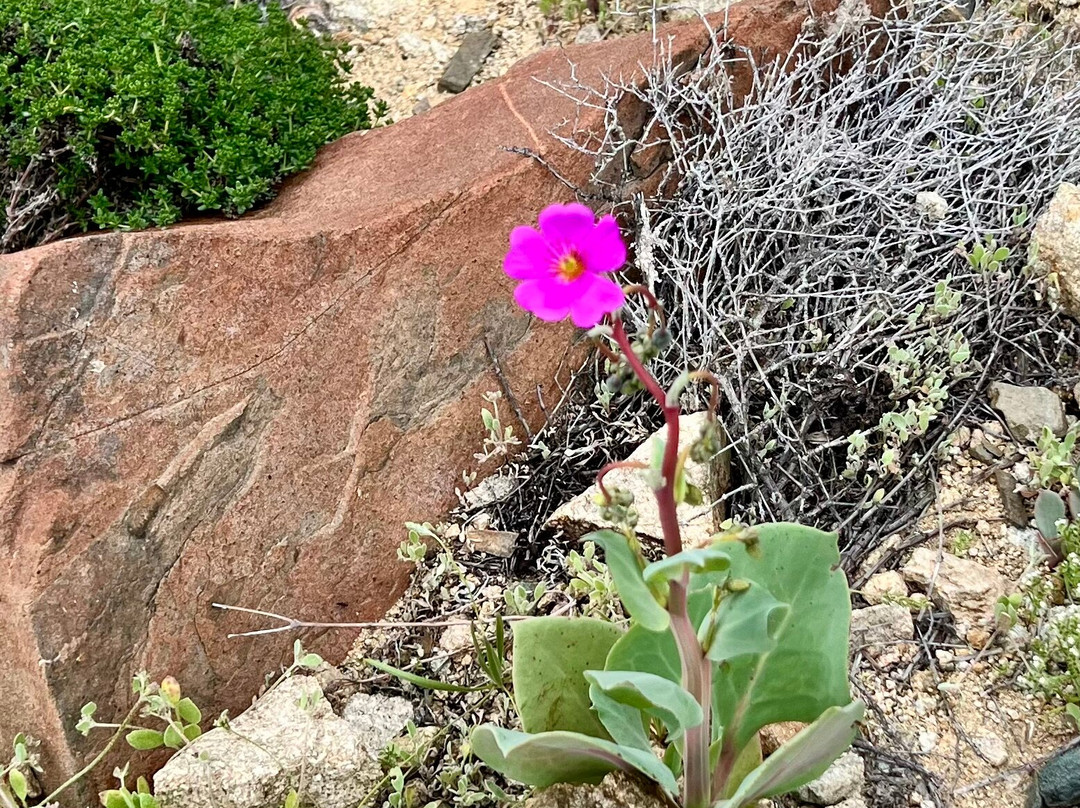 Parque Nacional Llanos del Challe-Huasco必去景点
